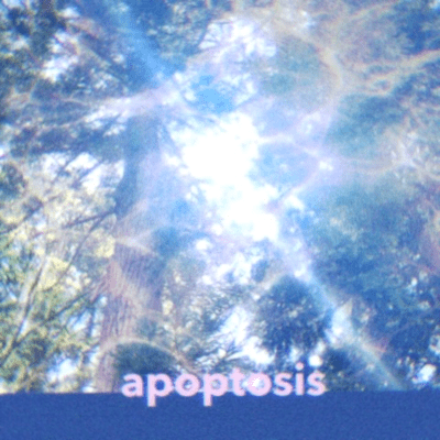 apoptosis