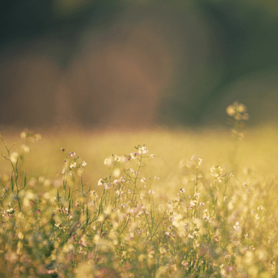 Sabishiki Nobe - Lonely Field