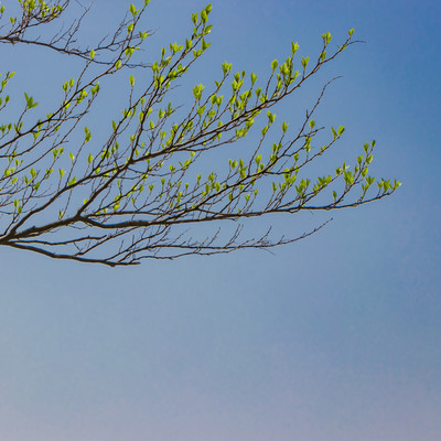 Wakareru Hiruni - At a Noon of Parting