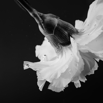 Petal Dance (Sketch)
