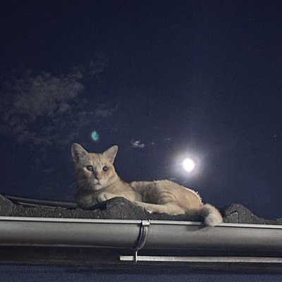 Neko