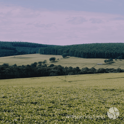 Whispering Field