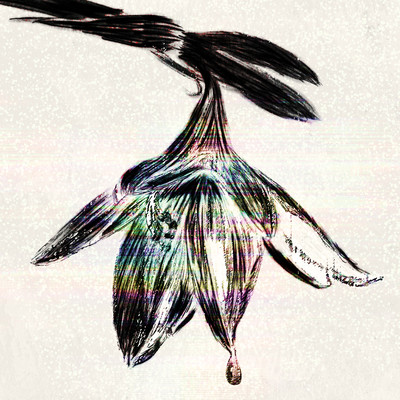 ochikobore