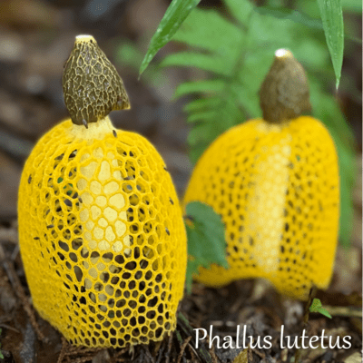Phallus lutetus