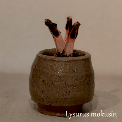 Lysurus mokusin