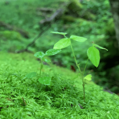KIKYUU (feat. SAKURA)