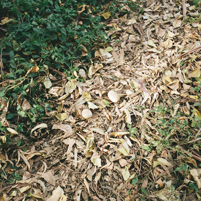 Light Beyond the Woods: murmur, 2026 Feb.