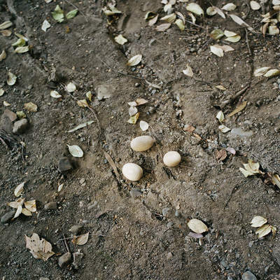 blanc: murmur, 2026 Mar.