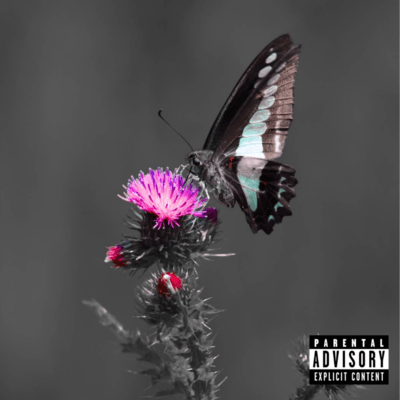 Acanthus.og