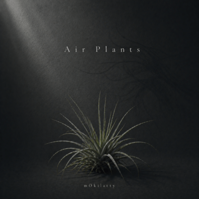 Air Plants