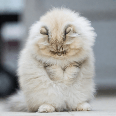 The feeling of rolling