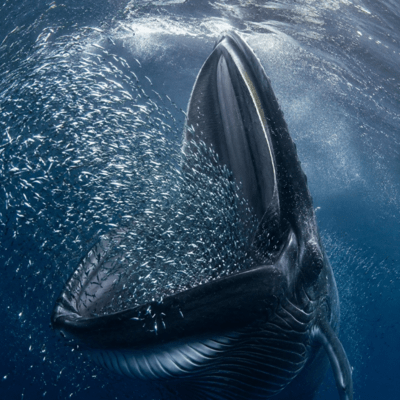 Drinking whale sardies