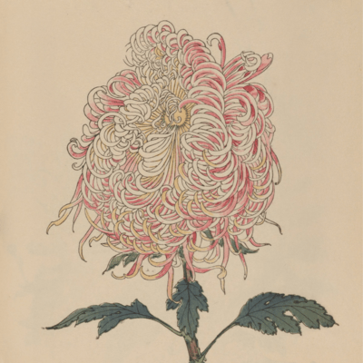 Collected Sound Fragments