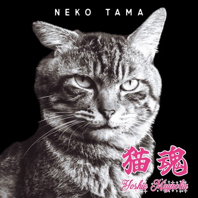 NEKOTAMA