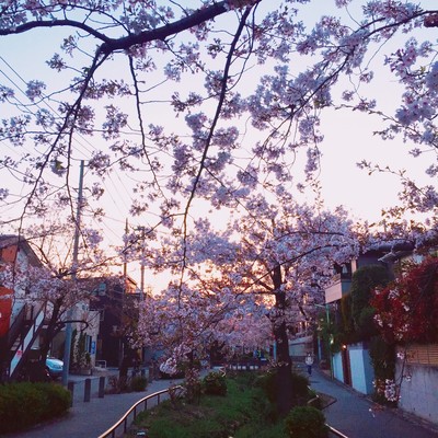 zuruihito