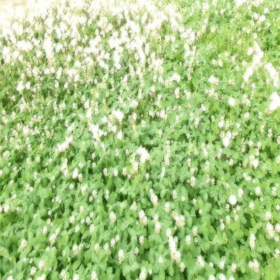 early afternoon (demo ver.)