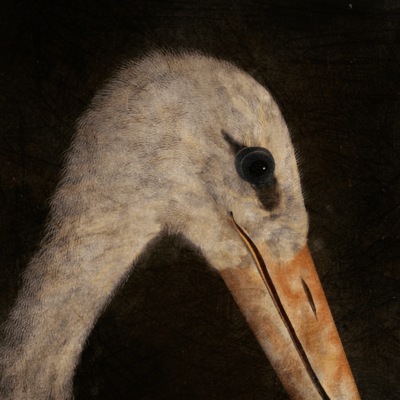 Stork