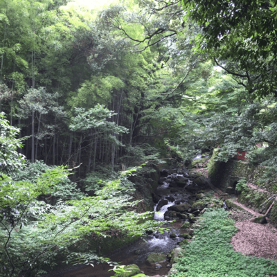Sunlight filtering through the trees of youth