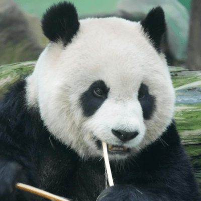 Panda Panda (English ver)