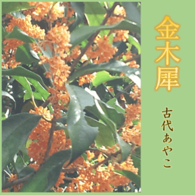 osmanthus