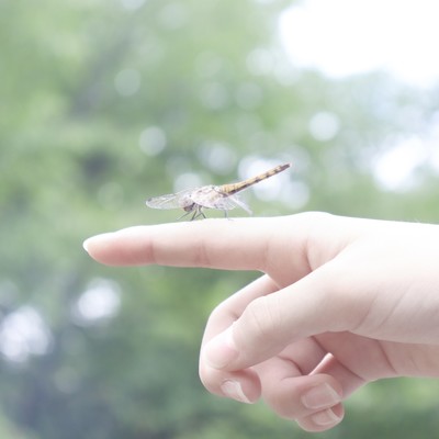 Seitennohekireki / Yoka