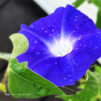 Morning Glory / If you give me chalk