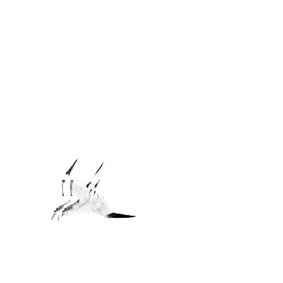 Cry of the Lesser Cuckoo