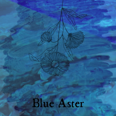 Blue Aster