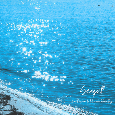 Seagull