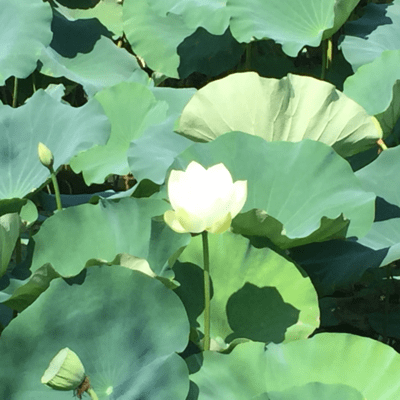 Lotus