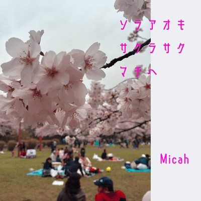 Cherry blossoms