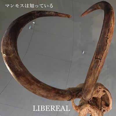 Mammoths know