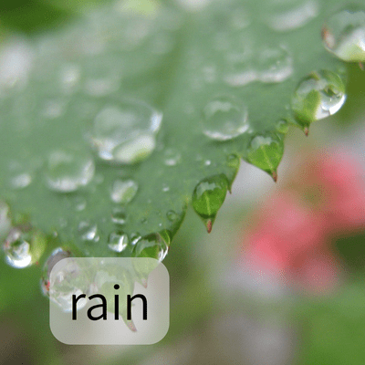 rain