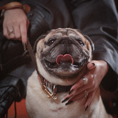 Puppy