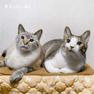 Fauvism Cat Dufy and Renoir Original Soundtrack