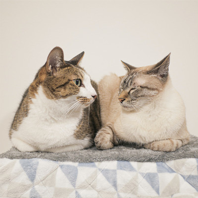 Morning with Neko-Tanpo