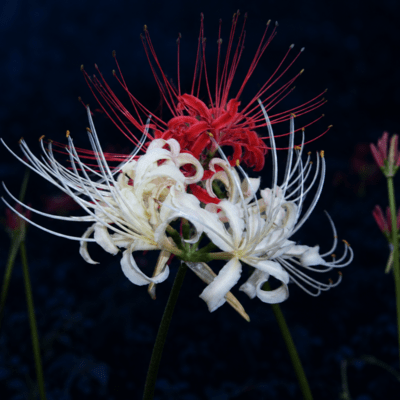 Red spider lily