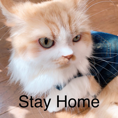 Stay Home