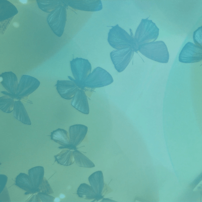 blue daisy