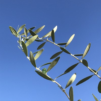 As One Like A Family