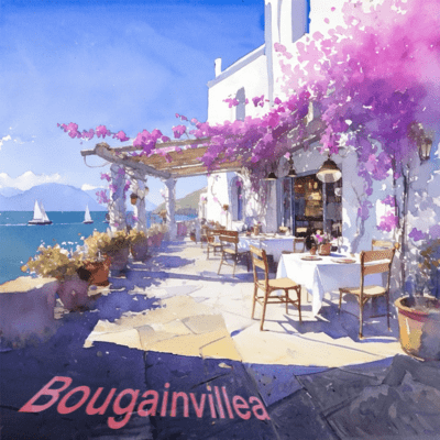 Bougainvillea