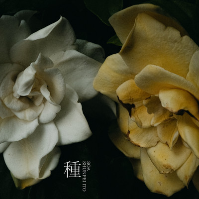 Seed (feat. Shunpei Ito)