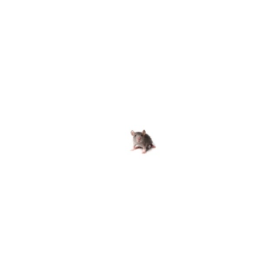ratón