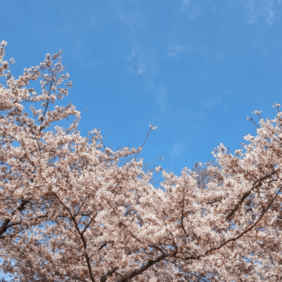 Spring's Morning