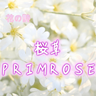 SAKURASOU -PRIMROSE-