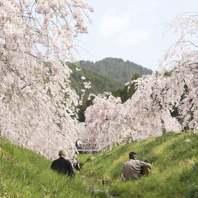 Oto no Za Spring