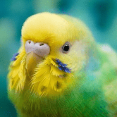 To you, Mimosa's private bird