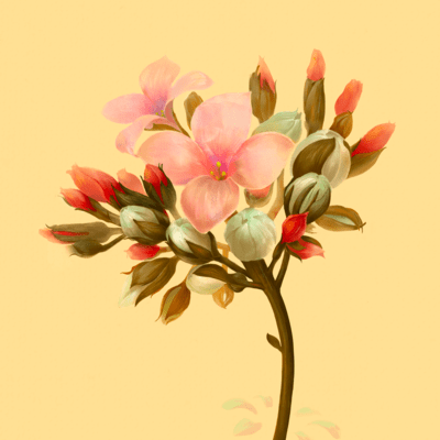 Kalanchoe