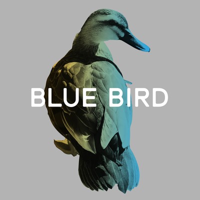 Blue Bird