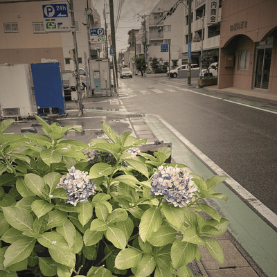 Hydrangea Street